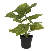 Rostlina v květináči