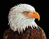 Malování podle čísel - OREL BĚLOHLAVÝ - 40x50 cm, bez rámu a bez vypnutí plátna