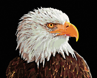 Malování podle čísel - OREL BĚLOHLAVÝ - 40x50 cm, bez rámu a bez vypnutí plátna Malování podle čísel - OREL BĚLOHLAVÝ - 40x50 cm, bez rámu a bez vypnutí plátna