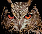 Malování podle čísel - VÝR VELKÝ - 80x100 cm, bez rámu a bez vypnutí plátna