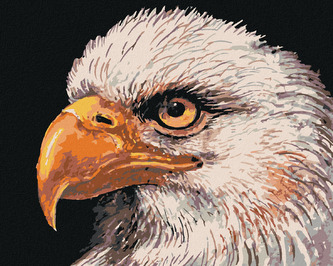 Malování podle čísel - OREL BĚLOHLAVÝ - 80x100 cm, bez rámu a bez vypnutí plátna Malování podle čísel - OREL BĚLOHLAVÝ - 80x100 cm, bez rámu a bez vypnutí plátna