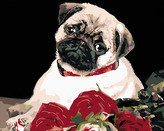 Malování podle čísel - MOPS - 80x100 cm, vypnuté plátno na rám