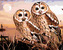 Malování podle čísel - SOVY - PUŠTÍK OBECNÝ (HOWARD ROBINSON) - 80x100 cm, vypnuté plátno na rám