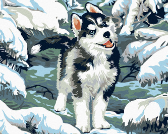 Malování podle čísel - MALÝ HUSKY - 40x50 cm, bez rámu a bez vypnutí plátna Malování podle čísel - MALÝ HUSKY - 40x50 cm, bez rámu a bez vypnutí plátna