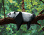 Malování podle čísel - PANDA LEŽÍCÍ NA STROMĚ - 40x50 cm, vypnuté plátno na rám