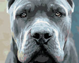 Malování podle čísel - CANE CORSO - 80x100 cm, bez rámu a bez vypnutí plátna