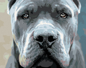 Malování podle čísel - CANE CORSO - 80x100 cm, bez rámu a bez vypnutí plátna