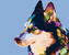 Malování podle čísel - BAREVNÝ HUSKY - 40x50 cm, vypnuté plátno na rám