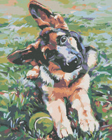 Malování podle čísel - ŠTĚNĚ OVČÁKA - 40x50 cm, vypnuté plátno na rám