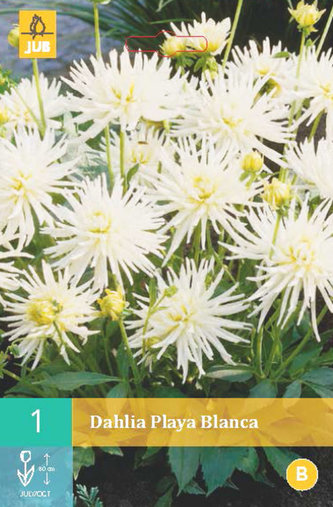 Karta - Jiřina PLAYA BLANCA (1 hlíza) "B"