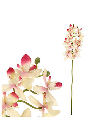 Orchidea drobnokvětá, žluto-růžová barva.