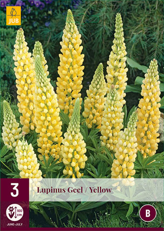 Karta - Lupina CREME YELLOW (3 hlízy) "B"