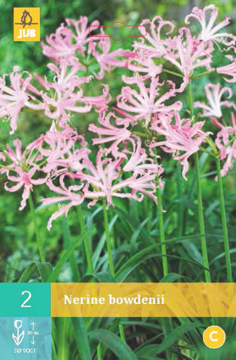 Karta - Nerinka Bowdenova (Nerine) (2 cibule) "B"