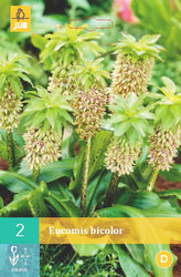 Karta - Chocholatice Eucomis BICOLOR (2 cibule) "C"