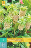 Karta - Chocholatice Eucomis BICOLOR (2 cibule) "C"
