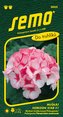 Pelargonie páskatá - Horizon Star F1 11s