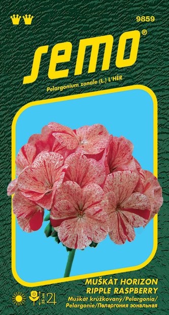 Pelargonie páskatá - Horizon Ripple Raspberry 11s