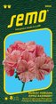 Pelargonie páskatá - Horizon Ripple Raspberry 11s