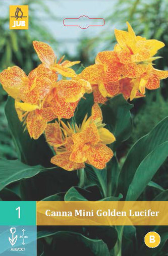 Karta - Kana MINI GOLDEN LUCIFER (1 hlíza) "B"
