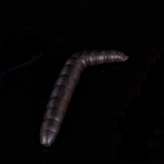 Gumová nástraha Baco Vzor B