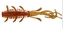 SICK BUG 10CM SPRING CRAW