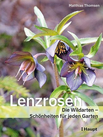 Lenzrosen