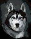 Malování podle čísel - HUSKY PORTRÉT - 80x100 cm, bez rámu a bez vypnutí plátna