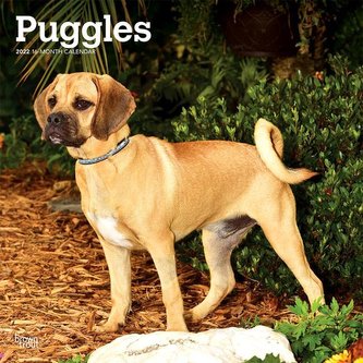 Puggles 2022 Square