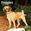 Puggles 2022 Square