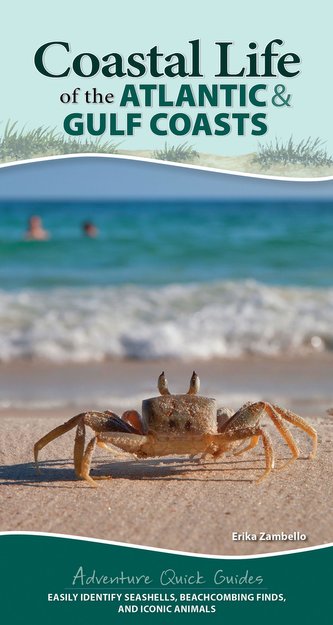 Coastal Life of the Atlantic and Gulf Coasts: Easily Identify Seashells, Beachcombing Finds, and Iconic Animals