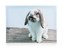 HOME DECOR Obraz RABBIT 40 x 30 x 2 cm