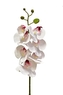 Orchidej Phalaenopsis 74 cm, 7 květů, bílo-růžová
