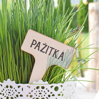 Zápich na bylinky - Pažitka