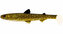 WESTIN: Gumová nástraha HypoTeez ST 15cm 30g Natural Pike