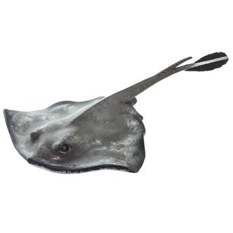 Rejnok
