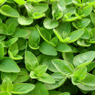 Vilmorin Majoránka - Mini zahrádka