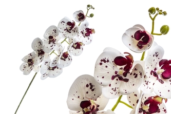 Orchidej Phalaenopsis 97 cm, bílo - fialová