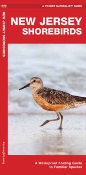 New Jersey Shorebirds