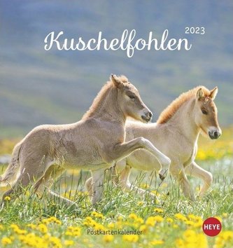 Kuschelfohlen Postkartenkalender 2023