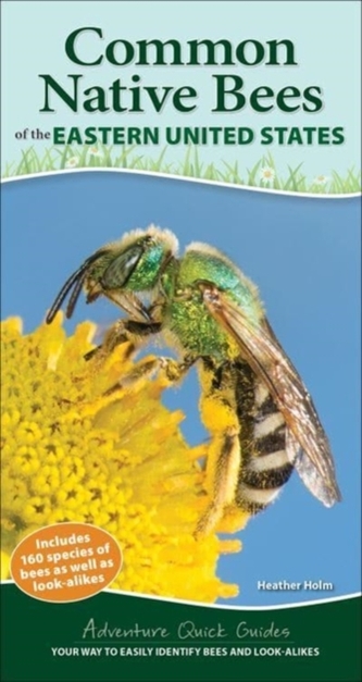 Common Backyard Bees of the Eastern United States