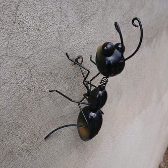 Mravenec kov na zeď menší