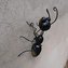 Mravenec kov na zeď menší