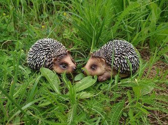 Ježek polyston menší