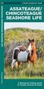 Assateague/Chincoteague Seashore Life