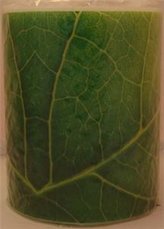 Lampion Leaf Close Up