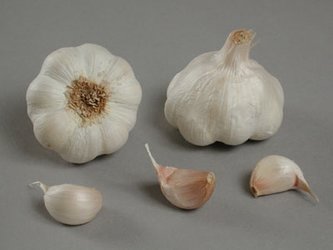 Česnek sadb.-Therador nepaličák bílý (50-60 mm) 4 palice  /cena bez slev/