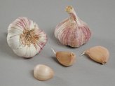 Česnek sadb. - Germidour nepaličák fialový (50-60 mm) 8 palic  /cena bez slev/