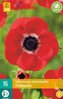 Karta - Sasanka - Anemone Coronaria Hollandia (15 cibulí) "C"