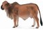 Krowa czerwona Brahman