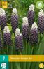 Karta - Modřenec - Muscari Grape Ice (7 cibulí) "C"